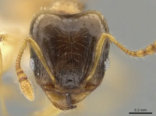 Pheidole nasutoides specimen CASENT0631409 image casent0631409_2
