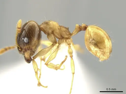 Pheidole nasutoides specimen CASENT0631409 image casent0631409_3