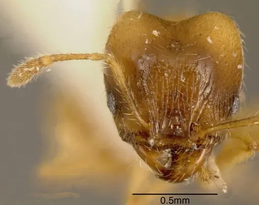 Pheidole nasutoides specimen CASENT0635494 image casent0635494_1