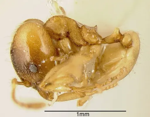 Pheidole nasutoides specimen CASENT0635494 image casent0635494_2
