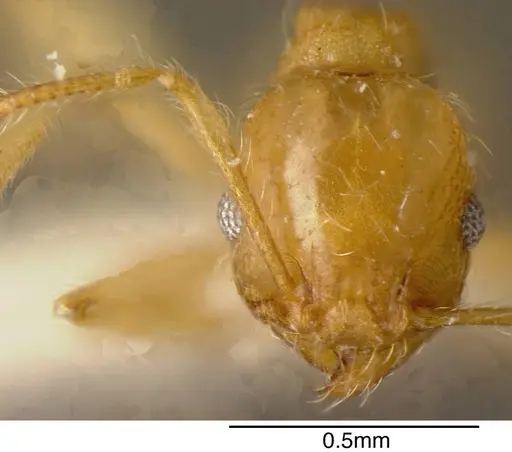 Pheidole nasutoides specimen CASENT0635495 image casent0635495_1