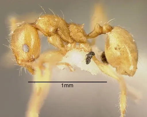 Pheidole nasutoides specimen CASENT0635495 image casent0635495_2