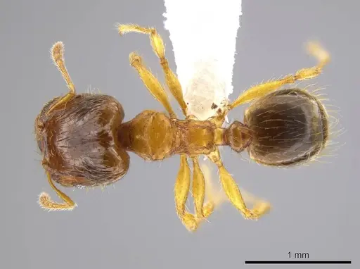 Pheidole natalie specimen CASENT0617853 image casent0617853_1