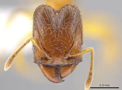 Pheidole natalie specimen CASENT0617853 image casent0617853_2