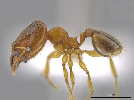 Pheidole natalie specimen CASENT0617853 image casent0617853_3