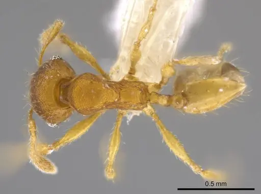 Pheidole natalie specimen CASENT0617858 image casent0617858_1