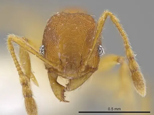 Pheidole natalie specimen CASENT0617858 image casent0617858_2