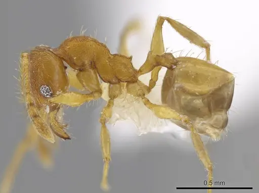 Pheidole natalie specimen CASENT0617858 image casent0617858_3