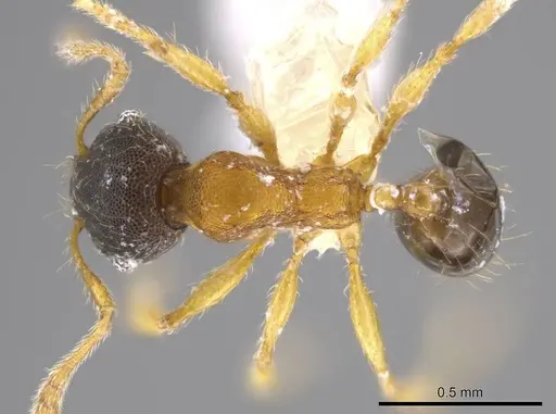 Pheidole natalie specimen CASENT0617860 image casent0617860_1