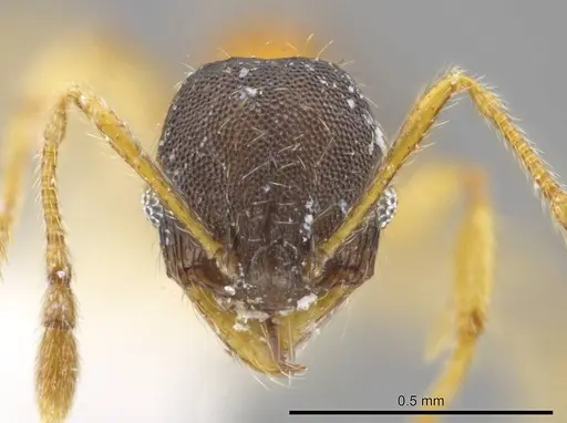 Pheidole natalie specimen CASENT0617860 image casent0617860_2