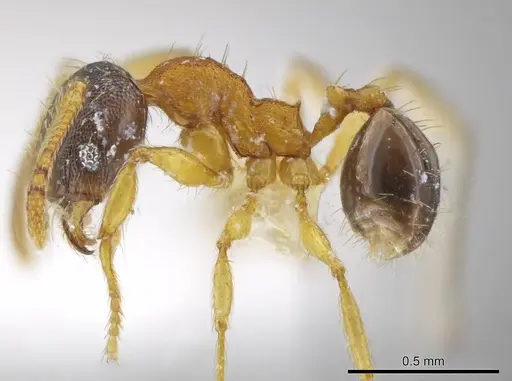Pheidole natalie specimen CASENT0617860 image casent0617860_3