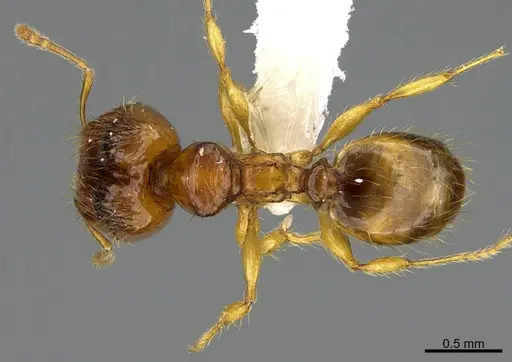 Pheidole natalie specimen CASENT0628196 image casent0628196_1