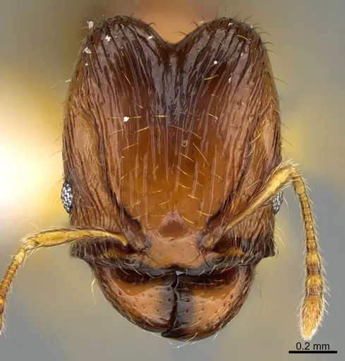 Pheidole natalie specimen CASENT0628196 image casent0628196_2