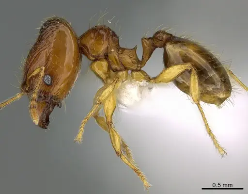 Pheidole natalie specimen CASENT0628196 image casent0628196_3