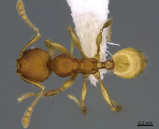 Pheidole natalie specimen CASENT0628197 image casent0628197_1