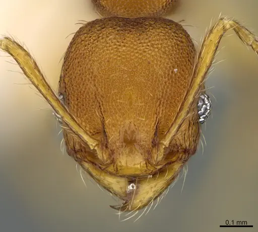 Pheidole natalie specimen CASENT0628197 image casent0628197_2