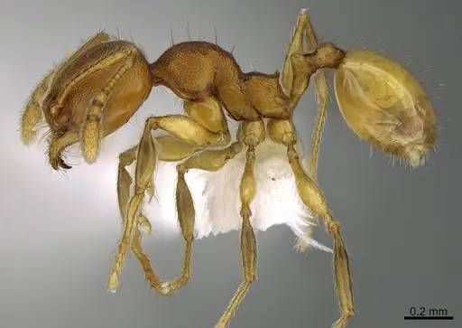 Pheidole natalie specimen CASENT0628197 image casent0628197_3