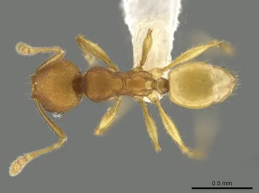Pheidole natalie specimen CASENT0628204 image casent0628204_1