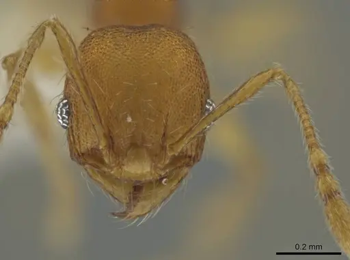 Pheidole natalie specimen CASENT0628204 image casent0628204_2