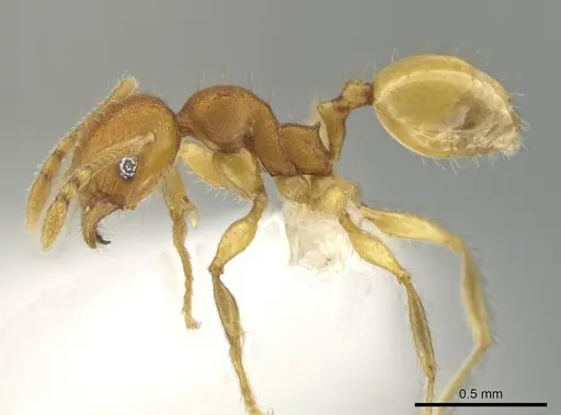 Pheidole natalie specimen CASENT0628204 image casent0628204_3