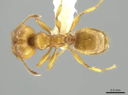 Pheidole natalie specimen CASENT0628205 image casent0628205_1