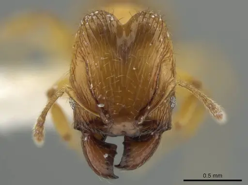 Pheidole natalie specimen CASENT0628205 image casent0628205_2