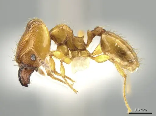 Pheidole natalie specimen CASENT0628205 image casent0628205_3