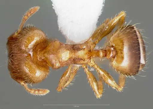 Pheidole navigans specimen CASENT0005742 image casent0005742_1
