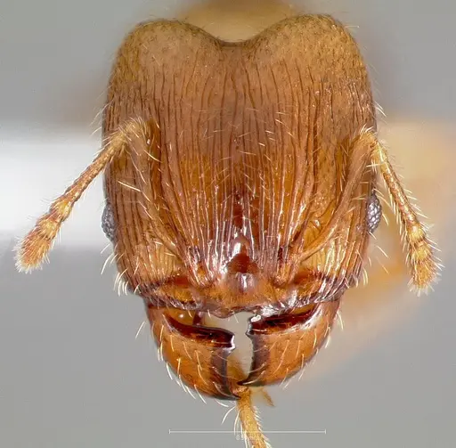 Pheidole navigans specimen CASENT0005742 image casent0005742_2