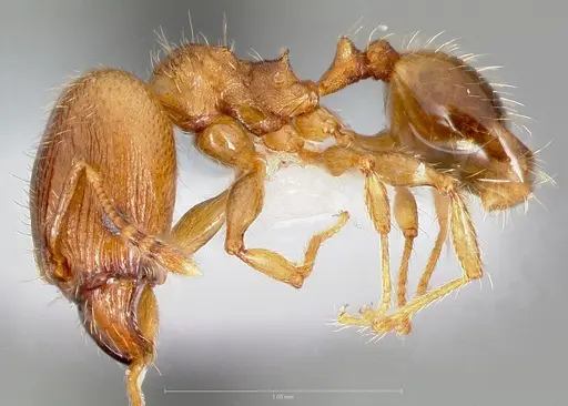 Pheidole navigans specimen CASENT0005742 image casent0005742_3