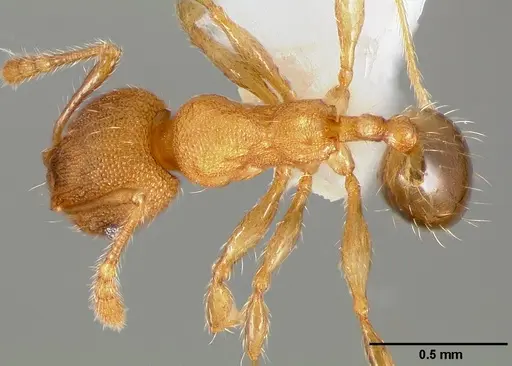 Pheidole navigans specimen CASENT0005743 image casent0005743_1