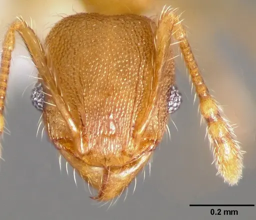 Pheidole navigans specimen CASENT0005743 image casent0005743_2