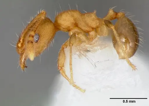 Pheidole navigans specimen CASENT0005743 image casent0005743_3
