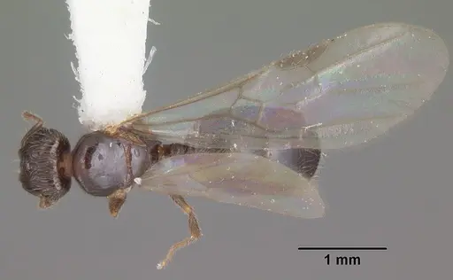 Pheidole navigans specimen CASENT0104413 image casent0104413_1