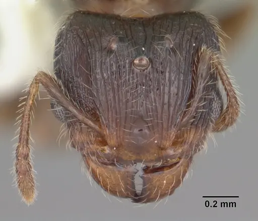 Pheidole navigans specimen CASENT0104413 image casent0104413_2