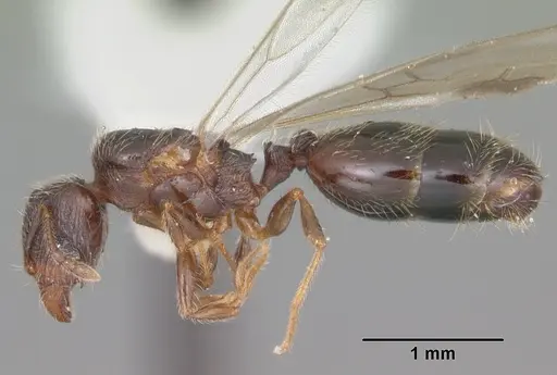 Pheidole navigans specimen CASENT0104413 image casent0104413_3