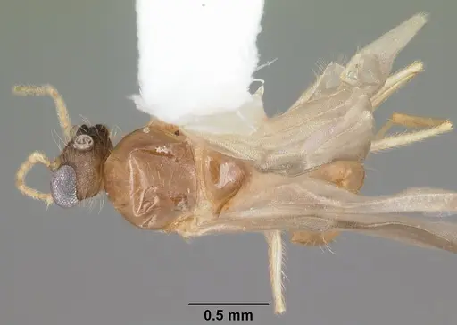 Pheidole navigans specimen CASENT0104414 image casent0104414_1