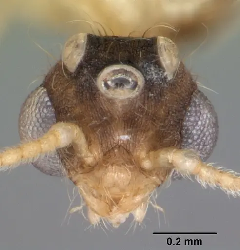 Pheidole navigans specimen CASENT0104414 image casent0104414_2