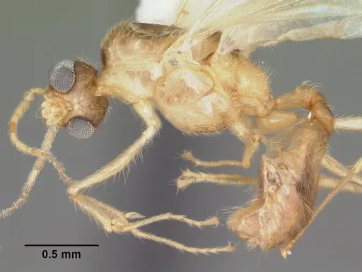 Pheidole navigans specimen CASENT0104414 image casent0104414_3