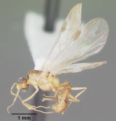 Pheidole navigans specimen CASENT0104414 image casent0104414_4