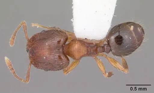 Pheidole navigans specimen CASENT0104525 image casent0104525_1