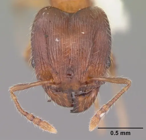 Pheidole navigans specimen CASENT0104525 image casent0104525_2
