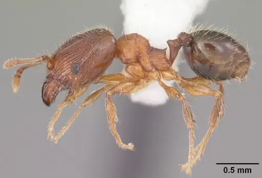 Pheidole navigans specimen CASENT0104525 image casent0104525_3