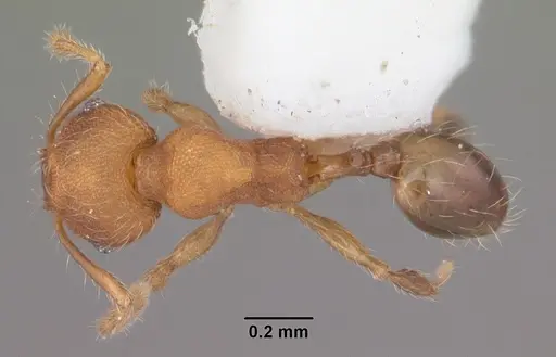 Pheidole navigans specimen CASENT0104526 image casent0104526_1