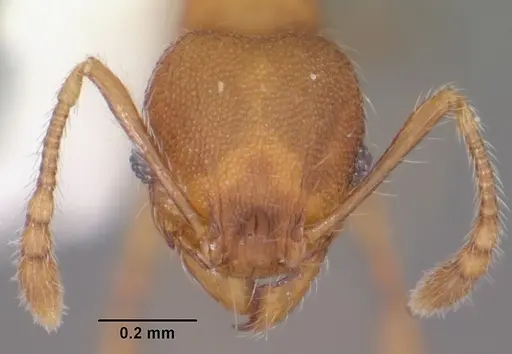 Pheidole navigans specimen CASENT0104526 image casent0104526_2
