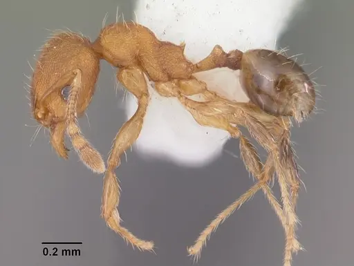 Pheidole navigans specimen CASENT0104526 image casent0104526_3