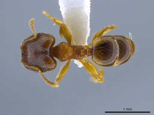 Pheidole navigans specimen CASENT0639192 image casent0639192_1