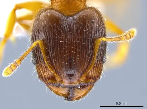 Pheidole navigans specimen CASENT0639192 image casent0639192_2