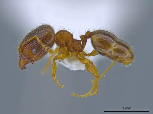 Pheidole navigans specimen CASENT0639192 image casent0639192_3