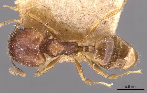 Pheidole navigans specimen CASENT0908269 image casent0908269_1